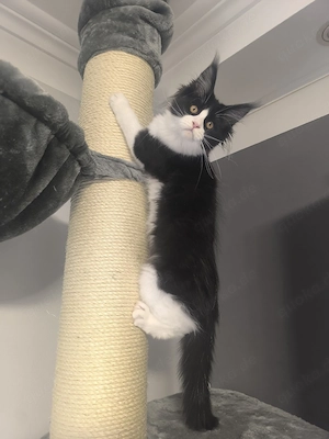 Maine coon Kitten in Black White  Bild 4