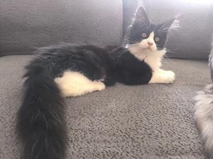 Maine coon Kitten in Black White 