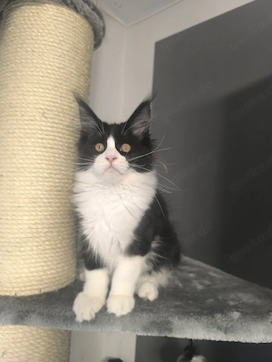 Maine coon Kitten in Black White  Bild 3