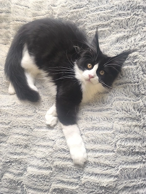 Maine coon Kitten in Black White  Bild 5