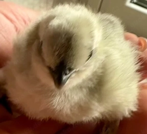 Zwerg Seiden Hühner Küken