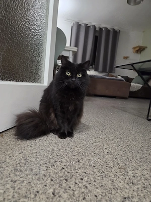 Liebe Katze abzugeben 