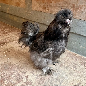 Zwergseidenhuhn Hahn
