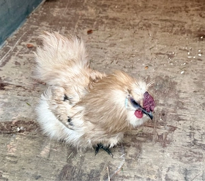 Zwergseidenhuhn Hahn