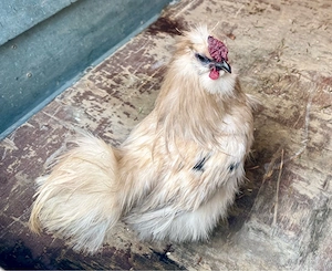 Zwergseidenhuhn Hahn