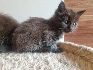 Maine Coon Mix Kitten