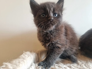 Maine Coon Mix Kitten