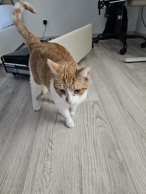 Katze in guten Händen abzugeben.