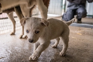 Ulf - Husky Mischling 