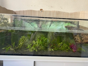 Moschusschildkröte mit Zubehör