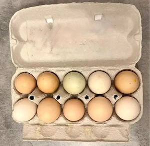 Eier von Hühnern Bruteier 