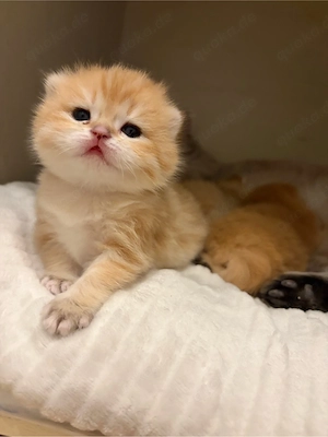 zum verlieben, bkh Black golden Shaded Kater