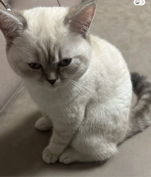Britisch-Kurzhaar katze