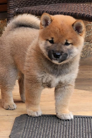 Shiba Inu Welpen