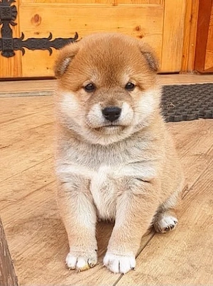 Shiba Inu Welpen Bild 5