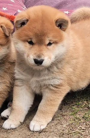 Shiba Inu Welpen Bild 7