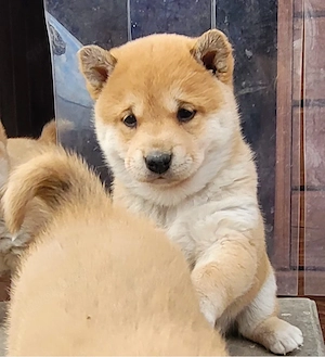 Shiba Inu Welpen Bild 6