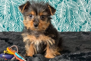 Yorkshire Terrier