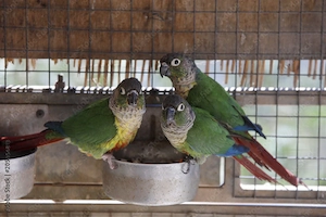 Suchen jungen Grünenwangen Rotschwanzsittich