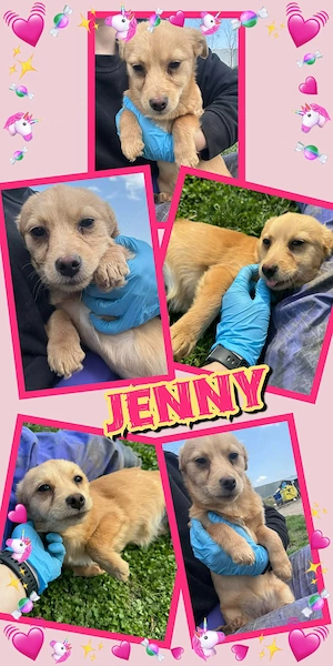 wunderschönes Welpenmädchen "Jenny" sucht ein liebevolles Zuhause 
