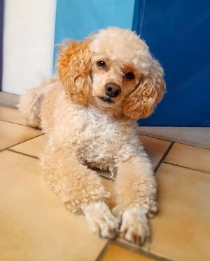 Reinrassiger Zwergpudel familienhund ,Rüde ,Creme ,Aprikot, 