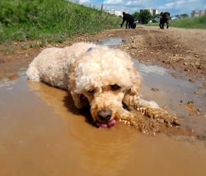  Zwergpudel ,Reinrassig, Familienhund ,Rüde ,Creme ,Aprikot,  Bild 8