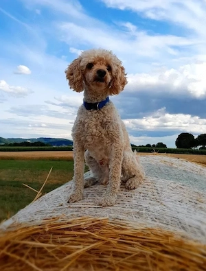  Zwergpudel ,Reinrassig, Familienhund ,Rüde ,Creme ,Aprikot, 