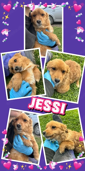 kleines, zuckersüßes Welpenmädchen "Jessi" sucht ein schönes Zuhause