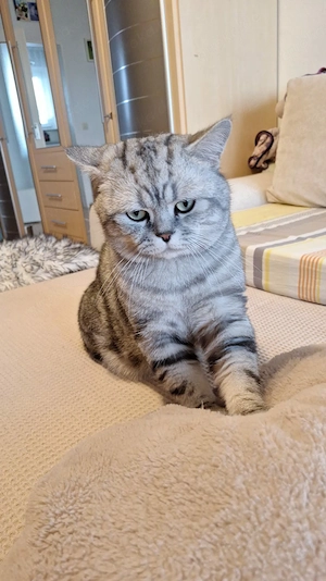  Deckkater black silver tabby classic mit Stammbaum.