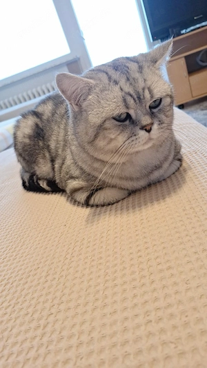  Deckkater black silver tabby classic mit Stammbaum. Bild 4