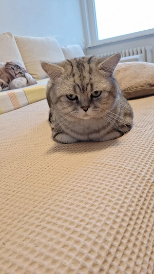  Deckkater black silver tabby classic mit Stammbaum. Bild 3