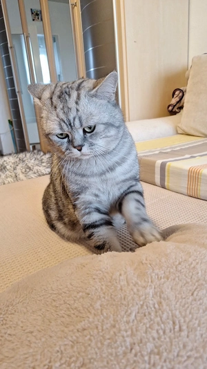  Deckkater black silver tabby classic mit Stammbaum. Bild 2