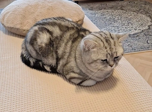  Deckkater black silver tabby classic mit Stammbaum. Bild 5