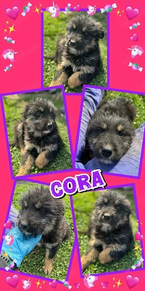 bezauberndes Welpenmädchen "Cora" sucht ein liebevolles neues Zuhause 