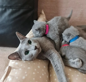 Wunderschöne Russisch Blau Kitten suchen ein liebevolles Zuhause 