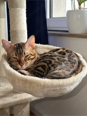 reinrassiger Bengal Kater 