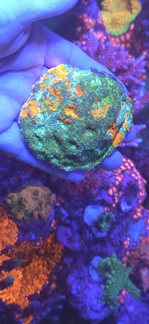 acanthastrea echinata ultra