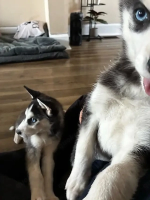 Wunderschöne Siberian Husky Welpen