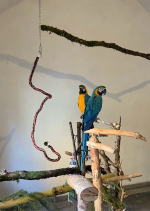 Gelbbrustara Paar Zuchtbereit