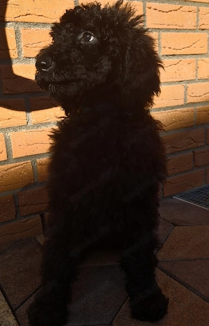 Königspudel Großpudel Pudel Welpen