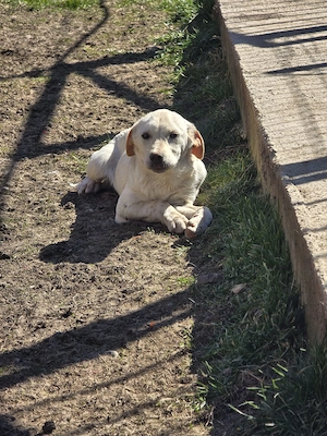 Daisy - sucht noch ihre Menschen!
