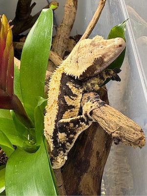 Kronengecko 1.0 (Correlophus ciliatus)