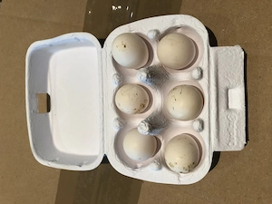 Bruteier Frankolinwachteln 6 Stück 