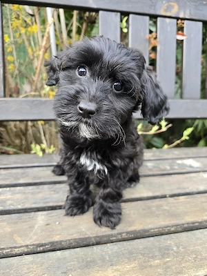 Doodle-Welpen, Havapoo F1 (Havaneser   Toypudel), liebevoll aufgezogen