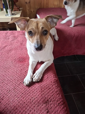 Zwergpinscher - Chihuahua - RÜDE