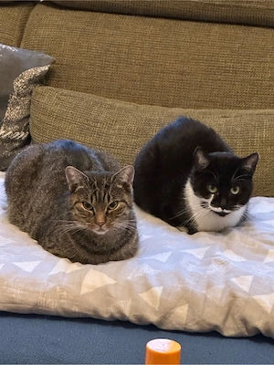 2 Katzen suchen ein liebevolles zuhause