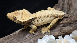 Kronengecko Männchen