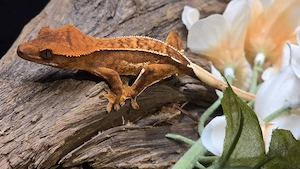 Kronengecko Tangerine empty back 0.0.1