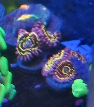 Zoa Stratosphere  Bild 3