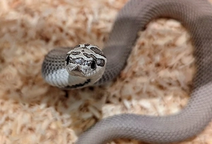 Axanthic Superconda het Toffee , Toxic, adult, proven breeder, Heterodon nasicus Hakennasennatter